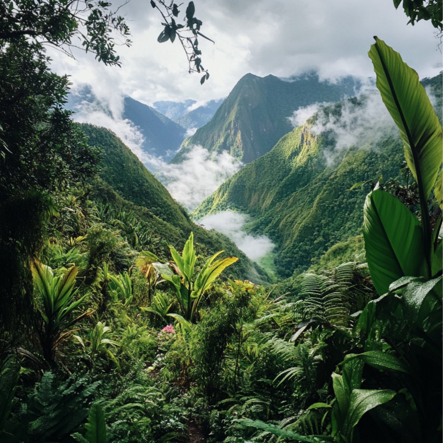 BALM OF ALOESWOOD - 25% EXTRAIT - 15, 30 or 50ML SPRAYER